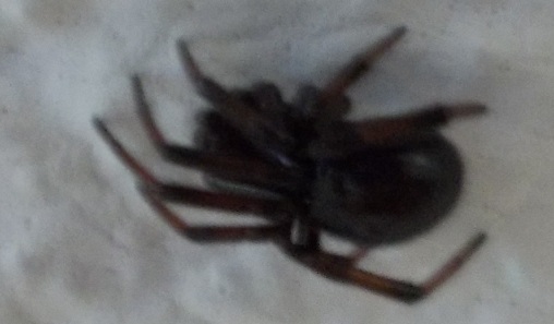 Steatoda e Zigiella